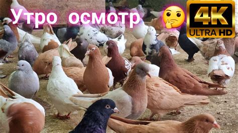 Утро голуби обзор - YouTube