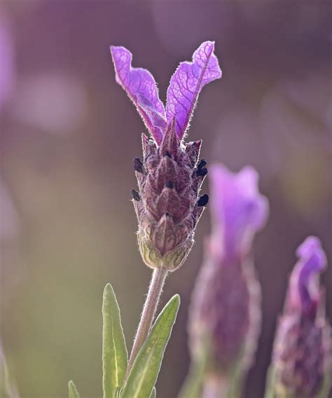 Is lavender drought tolerant? Experts offer their advice | Homes and