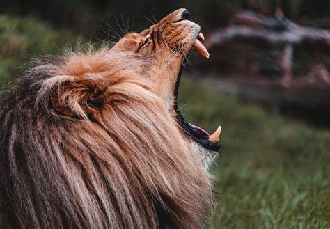 Roaring Lion Profile