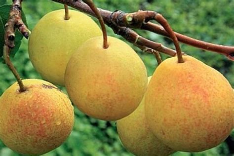 Груша Бергамот: отзывы, описание сорта, ТОП секреты выращивания