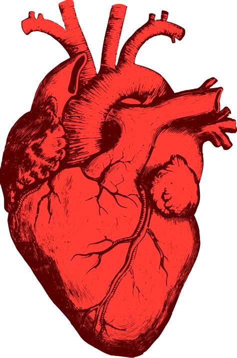 Красное человеческое сердце PNG фото