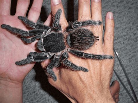 Maiores Aranhas Do Mundo - Quais as maiores aranhas do mundo?