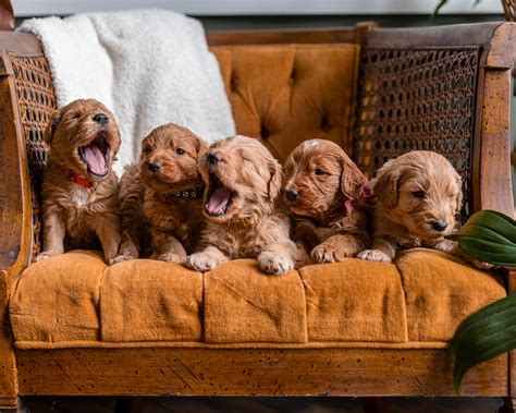 Wooly Weenie Dog added a new photo — in... - Wooly Weenie Dog