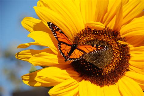 Monarch Butterfly Desktop Backgrounds