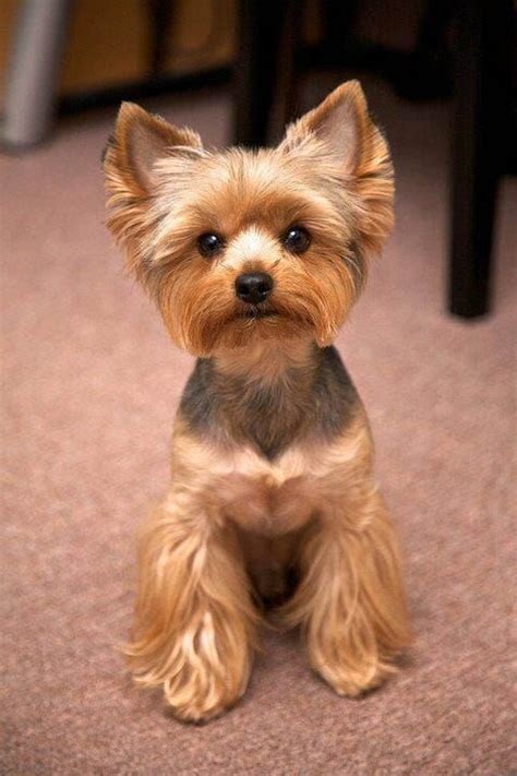 Yorkie Haircuts Pictures - Coolest Yorkshire Terrier Haircuts