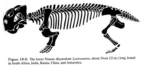 Paleo Slides 11a Synapsids