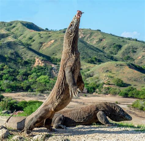 O Que E Dragao De Komodo