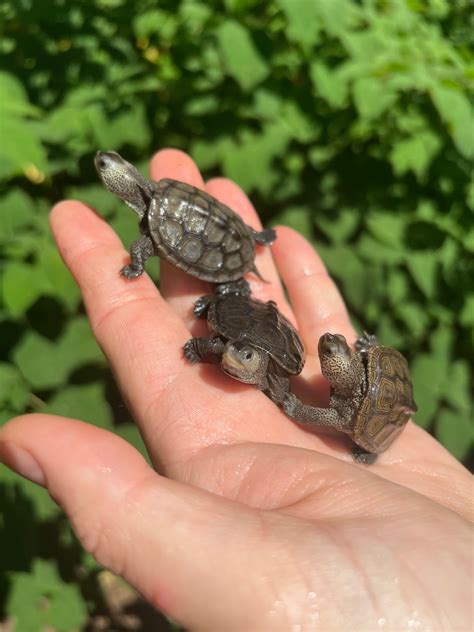Northern Diamondback Terrapin (Malaclemys terrapin) For Sale | American
