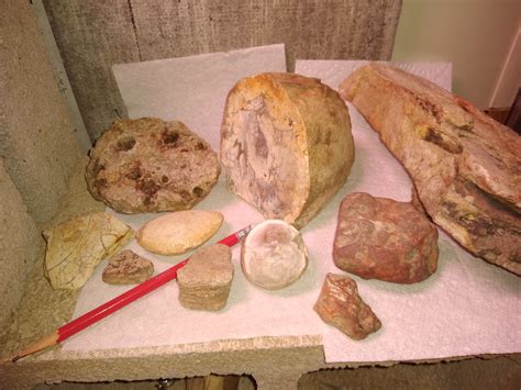 yesterdays finds - Fossil ID - The Fossil Forum