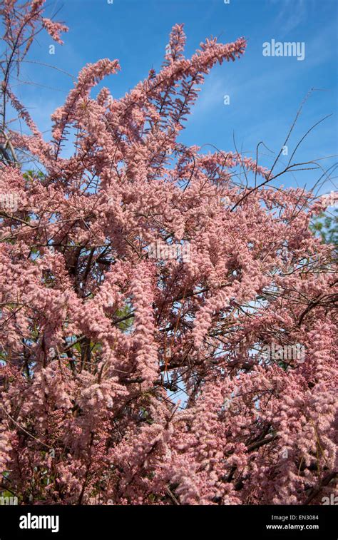 A branch of tamarisk(Tamarix) with pink flowers Stock Photo - Alamy