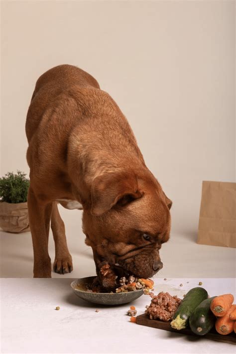 vet approved homemade dog food recipes 15