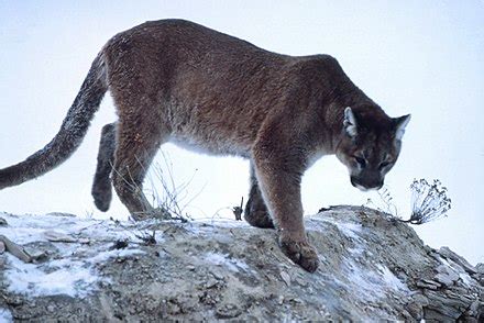 Cougar - Wikipedia, the free encyclopedia