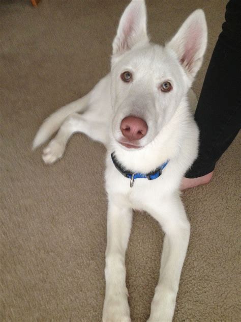 White German Shepherd Husky Mix-Nanuk