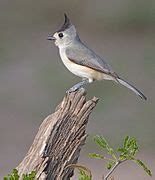 Baeolophus - Wikimedia Commons
