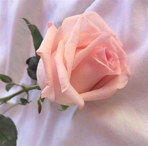 Pink Rose Aesthetic Hd