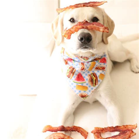 Impulse Control Dog Training: Teach your dog to “Wait” and “Leave it