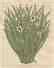 Jacques Hnizdovsky (1915-1985), Color Woodcuts, "Bowl o