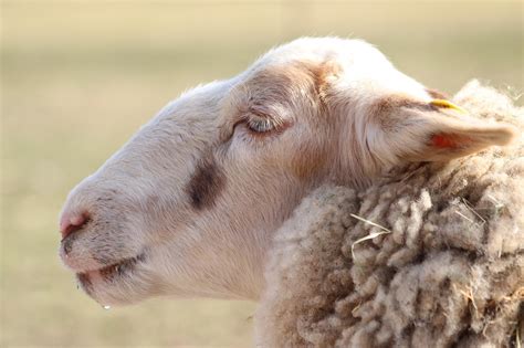 Page 2 - 8,000+ Free Sheep & Nature Images - Pixabay