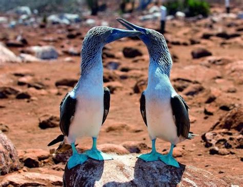 Создать мем "голубая олуша, птица олуша, blue footed booby" - Картинки ...