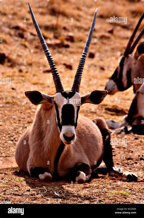 Gemsbok face hi-res stock photography and images - Alamy