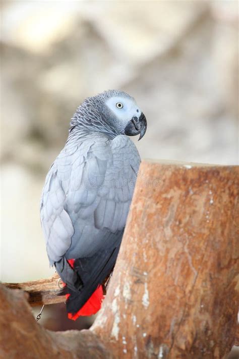 Retrato De Um Papagaio-cinzento-do-Congo Foto de Stock - Imagem: 25063356