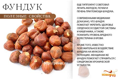 Польза фундука - чем полезен фундук для здорового организма - Повар.ру