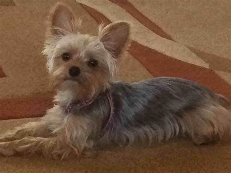 My Dog Has Allergies: Can Saline Soothe Her Itchy Eye Safely? | Petco