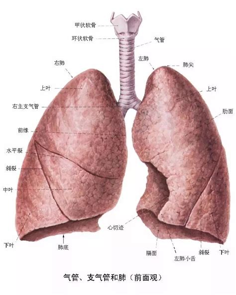 临床医师呼吸系统核心考点笔记请查收！（附解剖图）