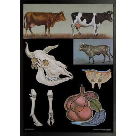 Bovine