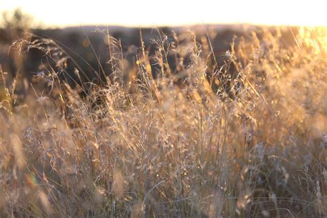 Golden Grass Nature - Free photo on Pixabay - Pixabay
