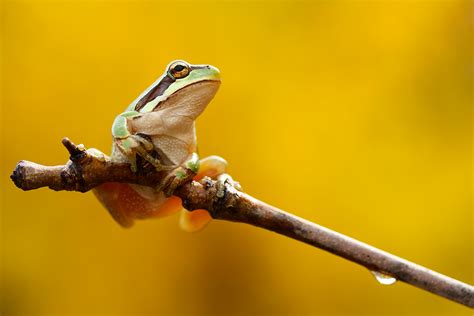 hyla II by lisans on DeviantArt
