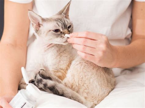 FortiFlora Probiotic For Cats: Overview, Dosage & Side Effects - Cats.com