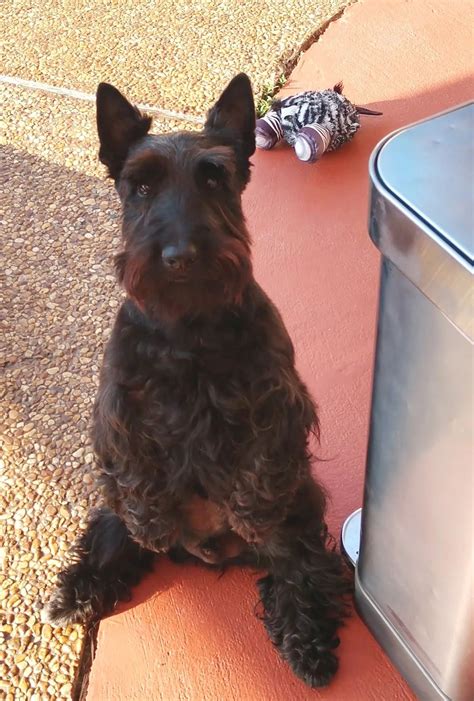 Shelters face backlash over rat terriers for adoption fee hikes 12