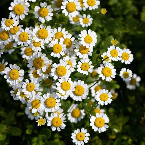 Roomse kamille bestellen? | Biologische tuinplanten – Sprinklr