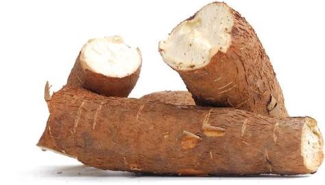 cassava students britannica kids homework