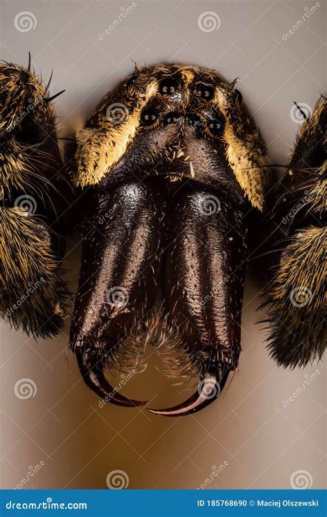 Aranhas Das Pernas Finas - Retrato De Insetos De Aranhas De Lobo De Pernas Finas Foto de Stock ...