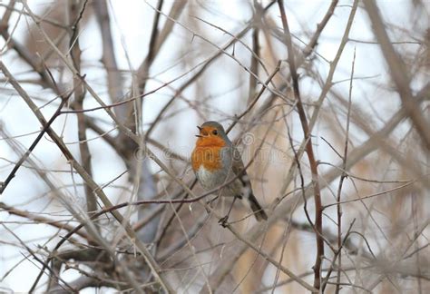 A Male Robin ( Erithacus Rubecula) Stock Photo - Image of closeup, bird ...