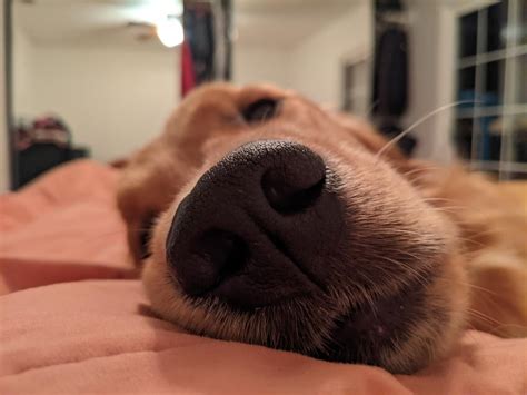 love  snoot rgoldenretrievers