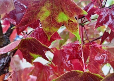 Liquidambar stiraciflua (Ликвидамбър, амброво дърво) - Градински център ...