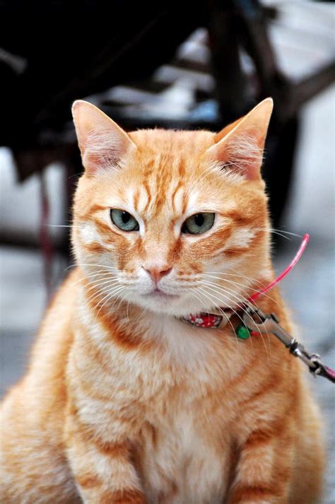 Smart Cat stock photo. Image of golden, watching, green - 12486058