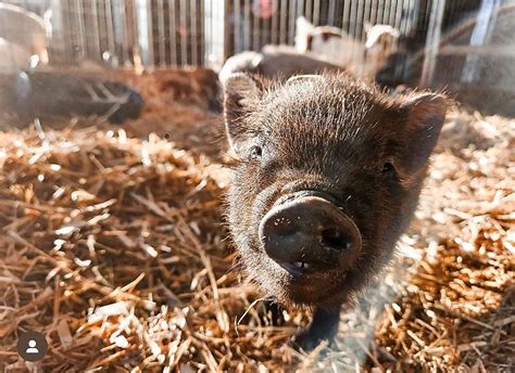 Pig Boarding in Valley Center Ca.
