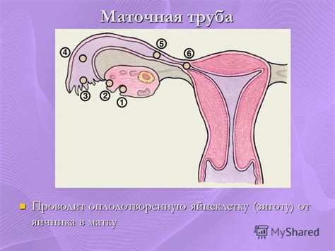 Презентация на тему: "Анатомия и физиология женских половых органов ...
