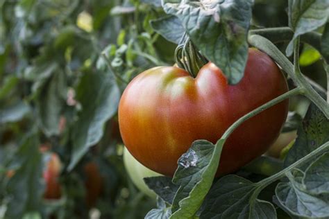 Томат Розовый гигант: описание сорта, отзывы, фото