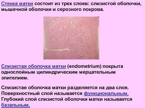 Анатомия и физиология женских половых органов - презентация онлайн