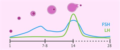 Niveaux de FSH et LH lors du cycle menstruel