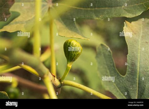 Unripe fresh green fig growing, ripening on a branch of a fig tree with ...