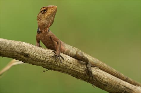oriental garden lizard forum fur naturfotografen