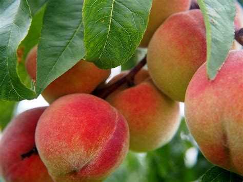 peach blossom peach images pixabay
