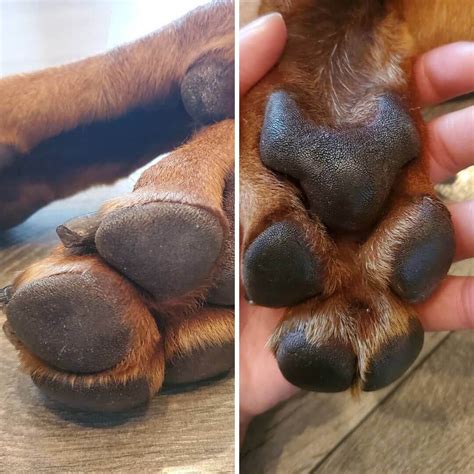 how to soften my dogs paw pads