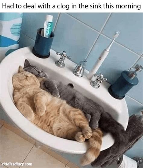 Whisker Wisdom: 21 Amusing Insights Into The Mysterious World Of Cats ...